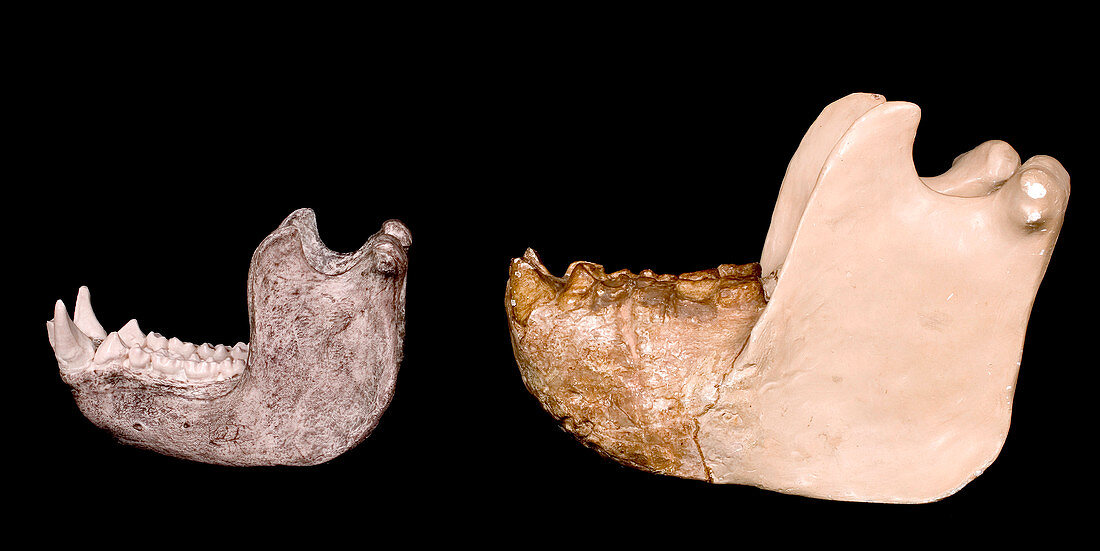 Gorilla and Gigantopithecus model jaws