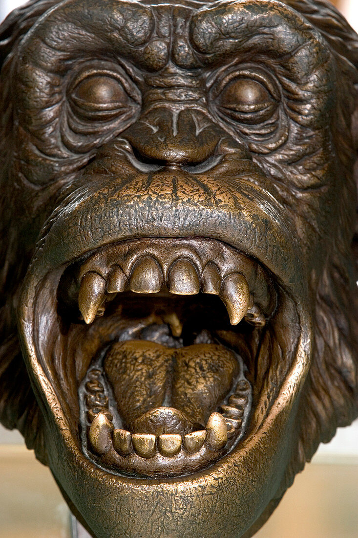 Chimpanzee head,bronze sculpture