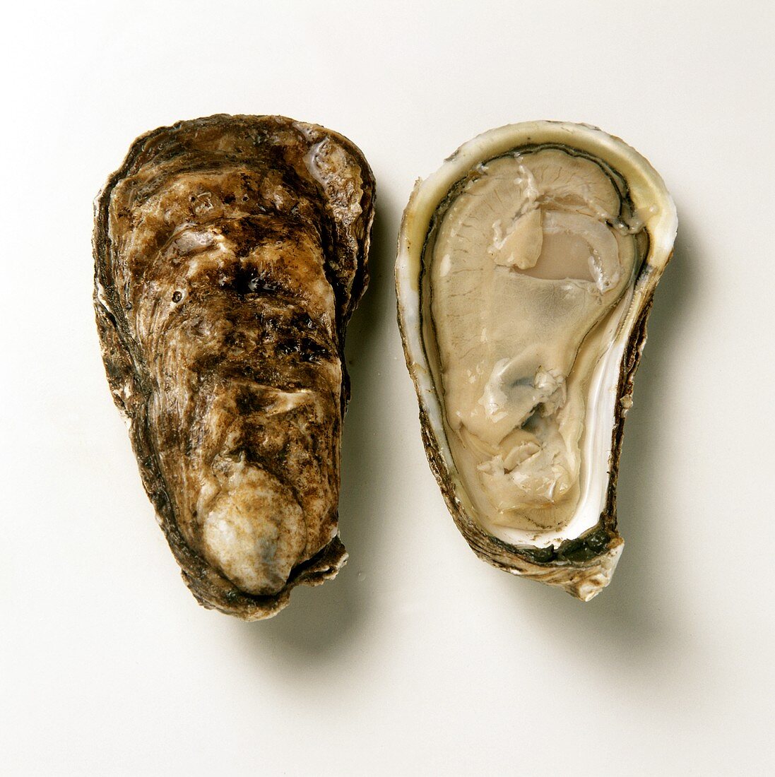 Amerikanische Austern: Chatan von der US-Ostküste
