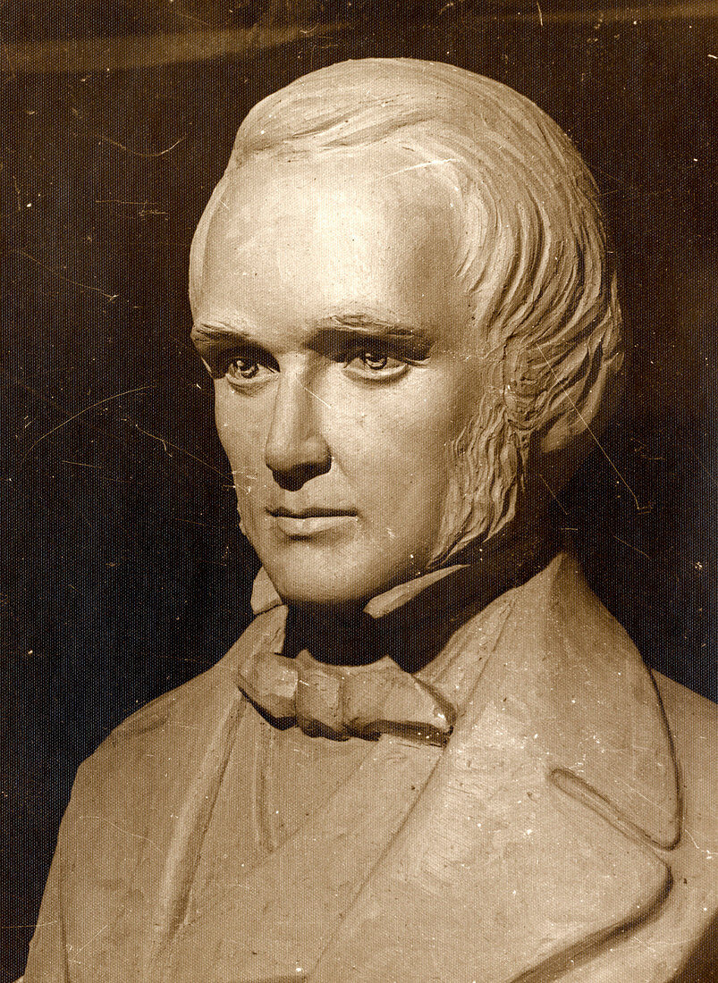 Charles Darwin,museum bust