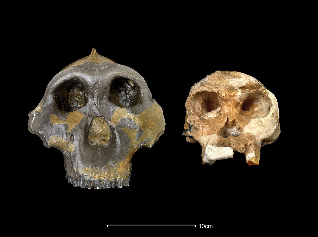 Australopithecus and Homo habilis skulls