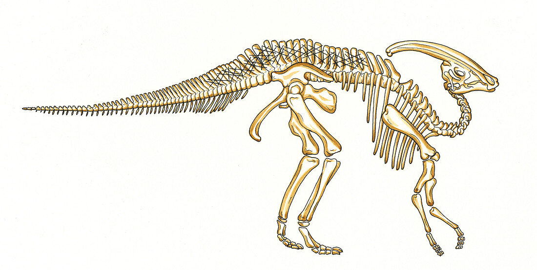 Parasaurolophus dinosaur skeleton