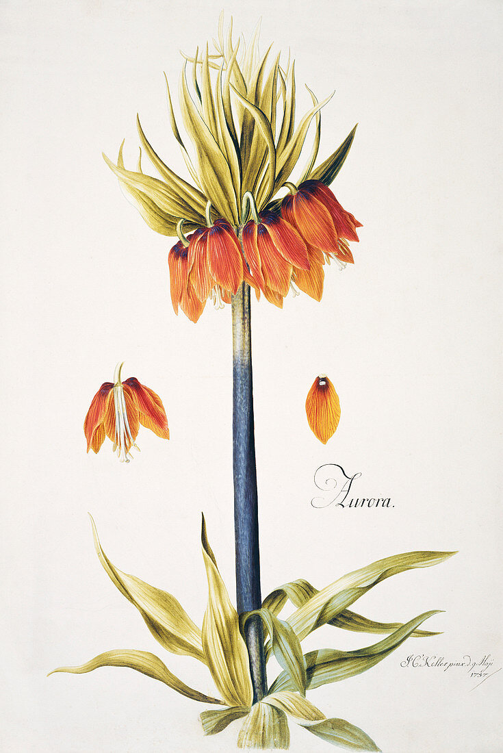Crown imperial,18th century