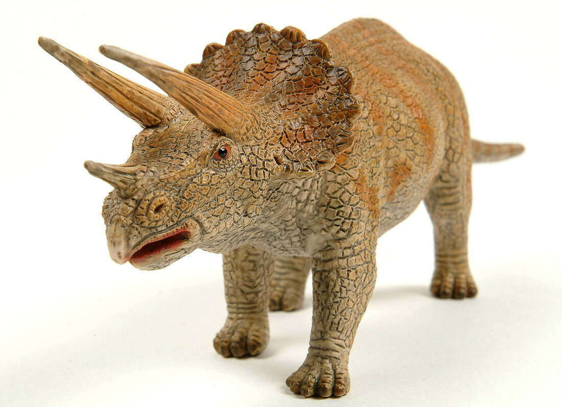 Triceratops dinosaur model