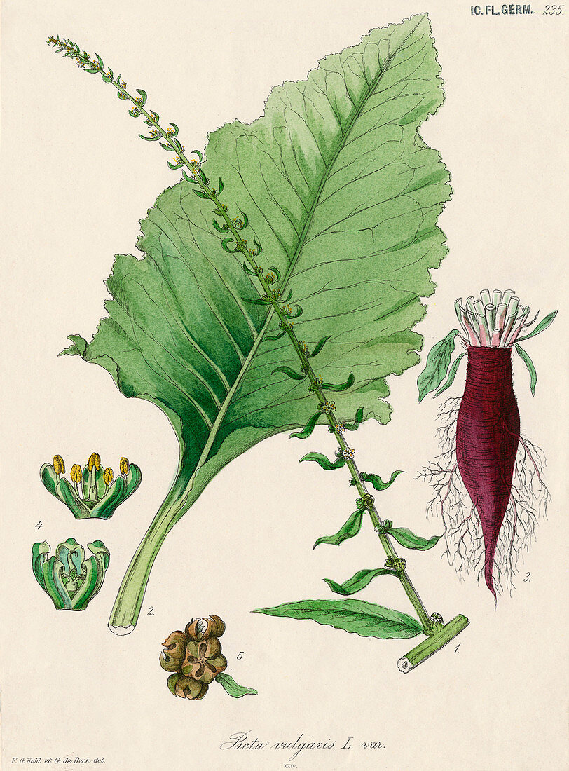 Spinach beet,19th century