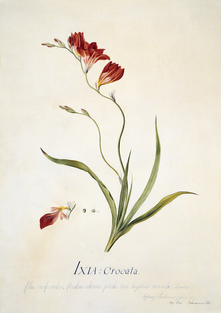 Corn lily,18th century