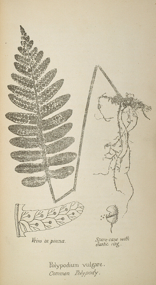 Common polypody fern,19th century