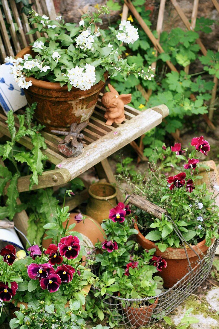 Violas and summer jasmine in terracotta pots