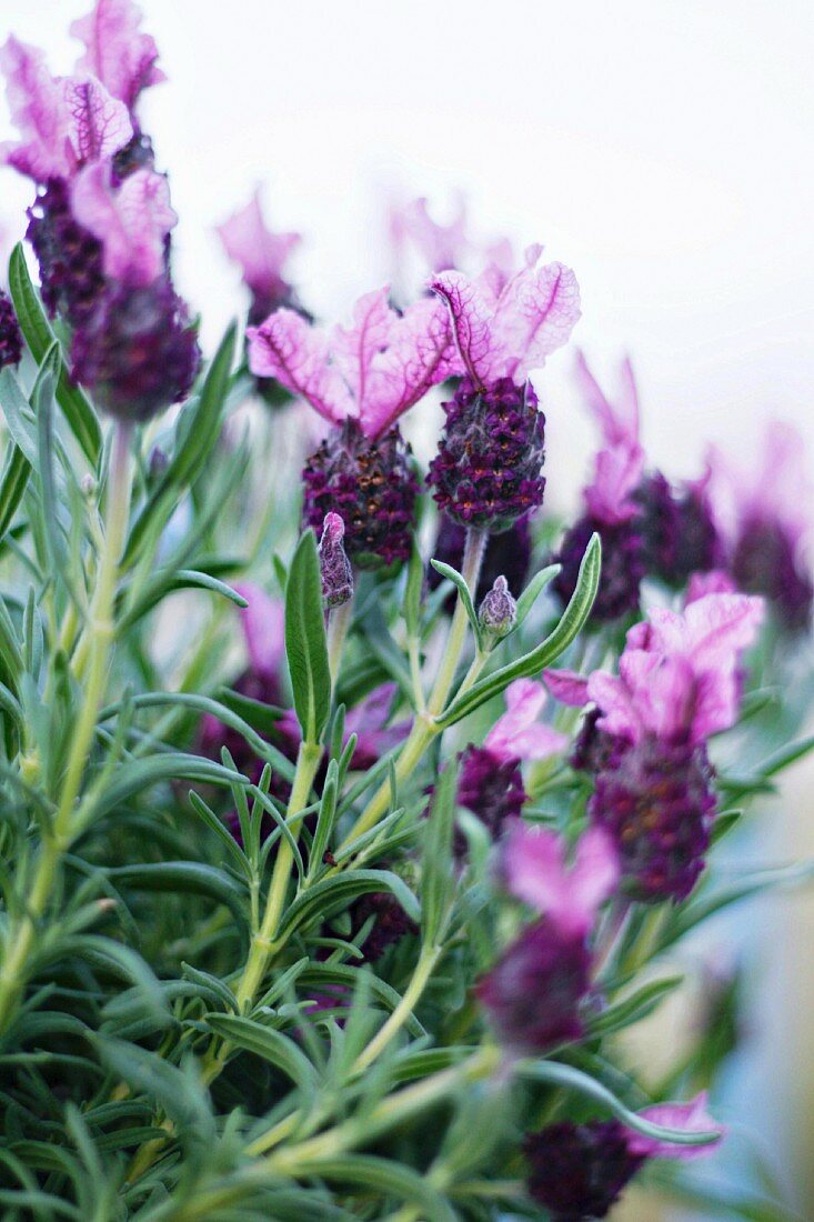 French lavender