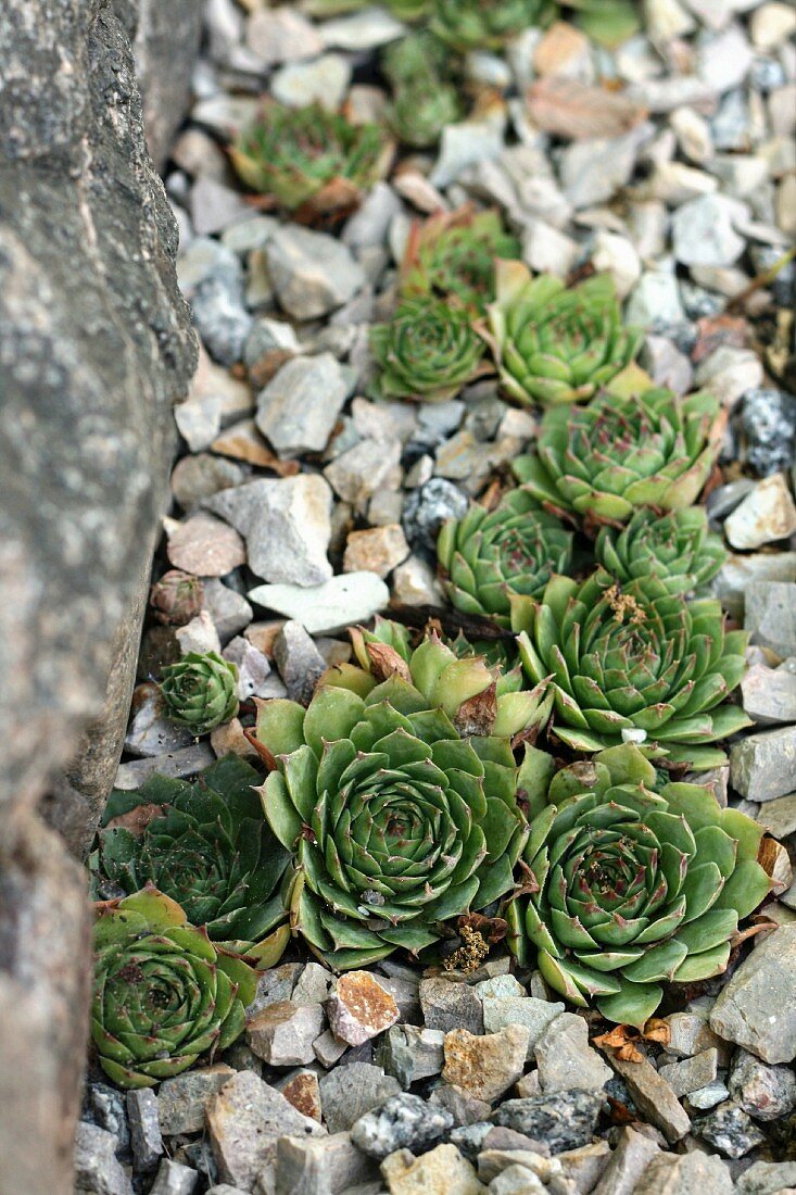 Sempervivums planted in gravel