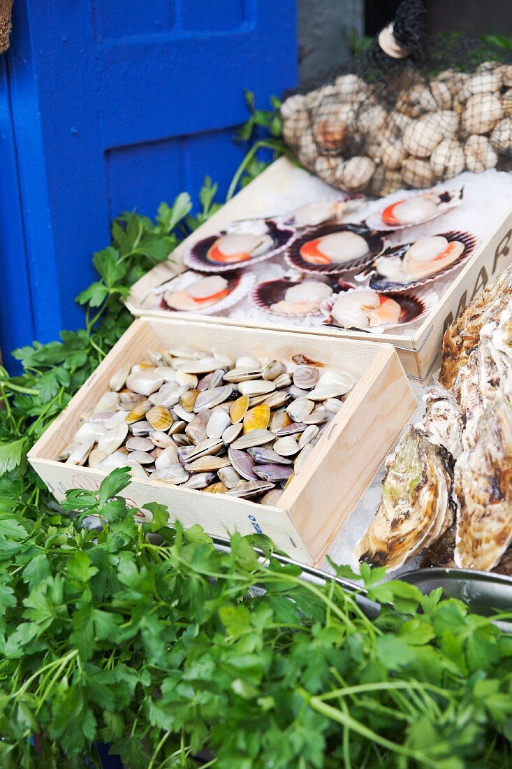 Clams and scallops at a market in Spain