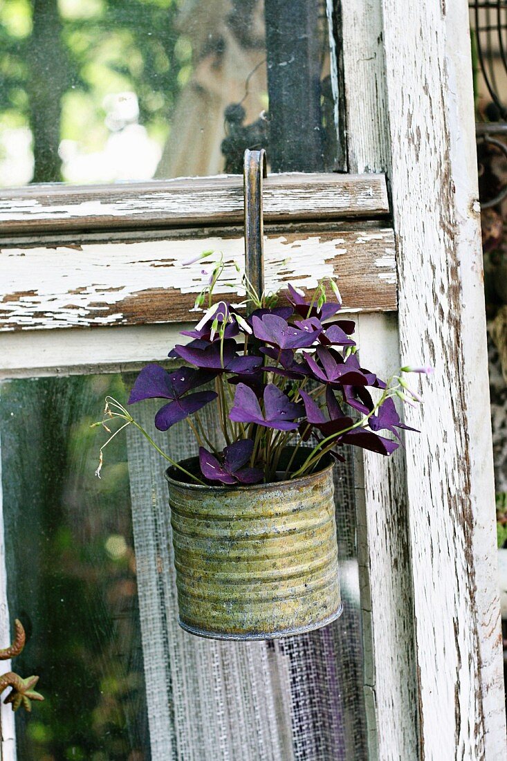 False shamrock (Oxalis triangularis) in old metal can hanging from window frame