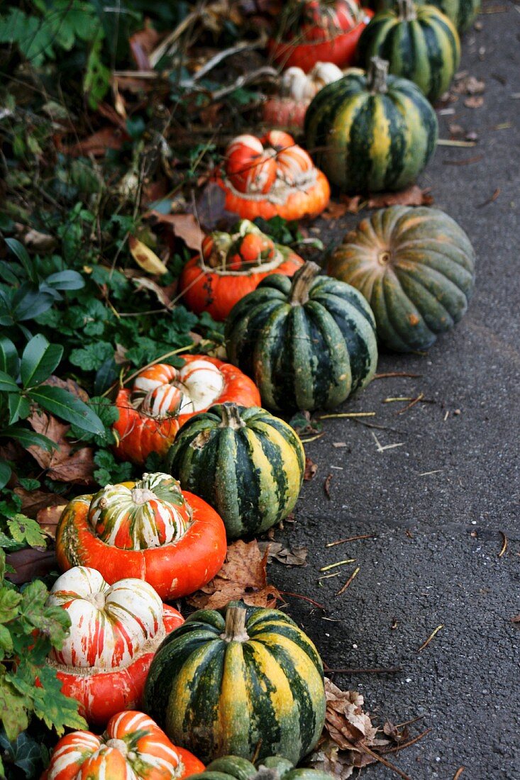 Various types of pumpkin lining a path