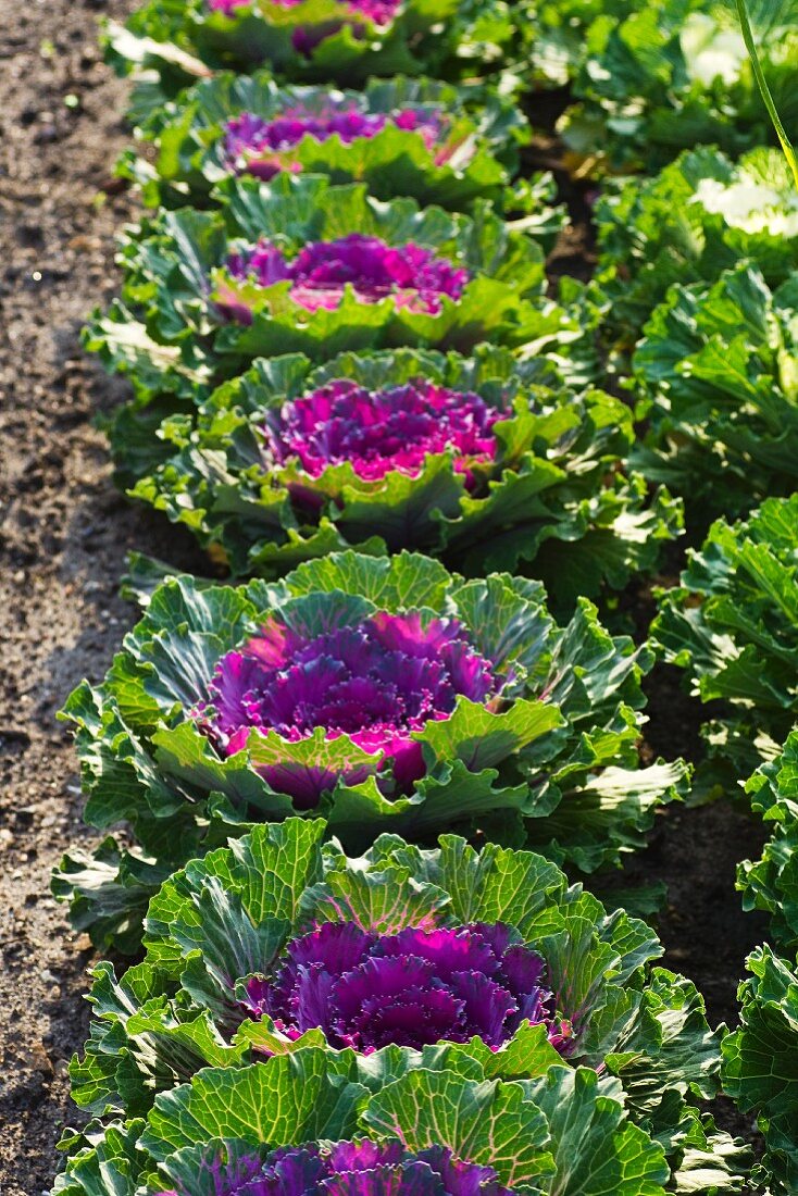 Ornamental cabbages in a field