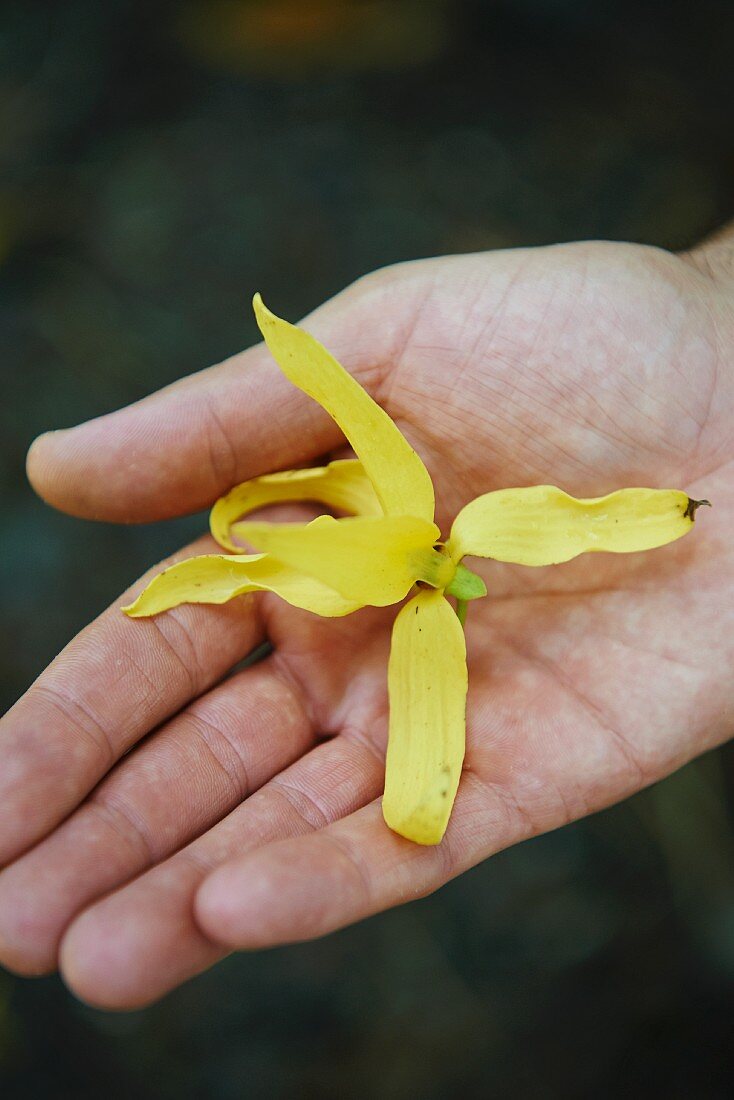 Hand hält eine Ylang Ylang Blüte