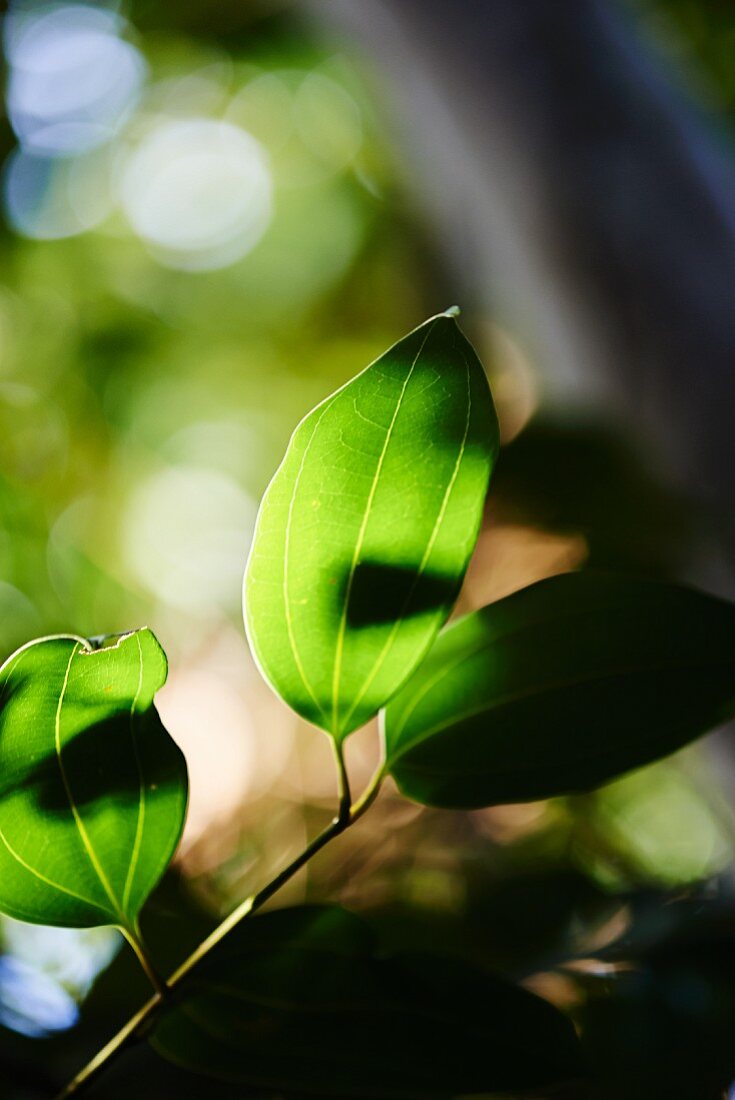 Cinnamon tree leaves (close-up)