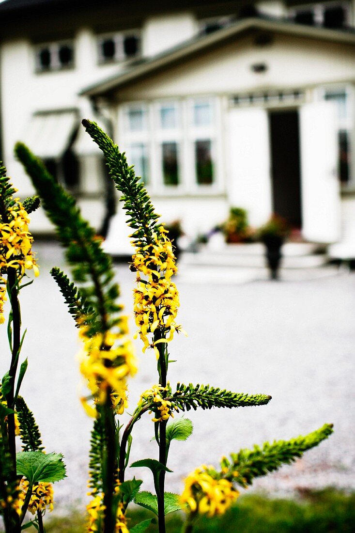 Gelb blühende Stauden (Ligularia) im Freien, im Hintergrund Wohnhaus