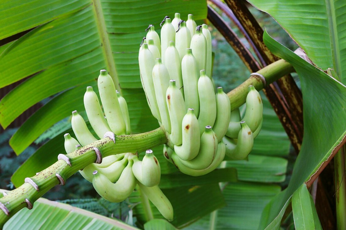 A Bunch of Green Bananas