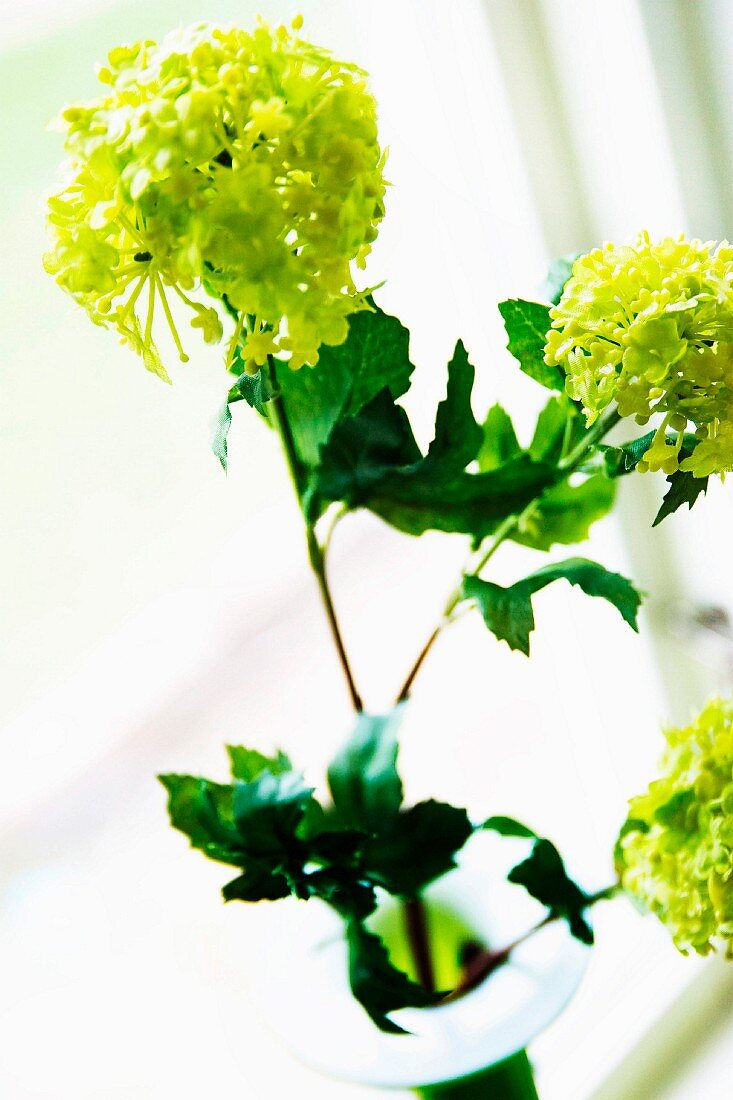 Lime-green viburnum flowers in vase on windowsill