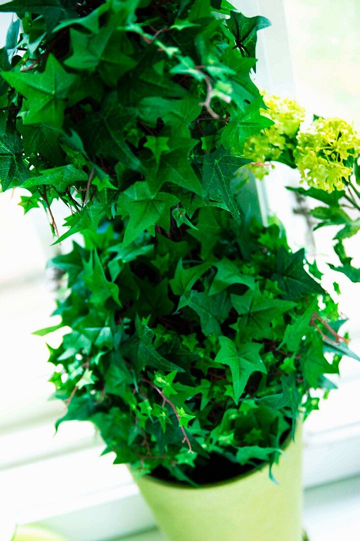 Potted ivy on windowsill