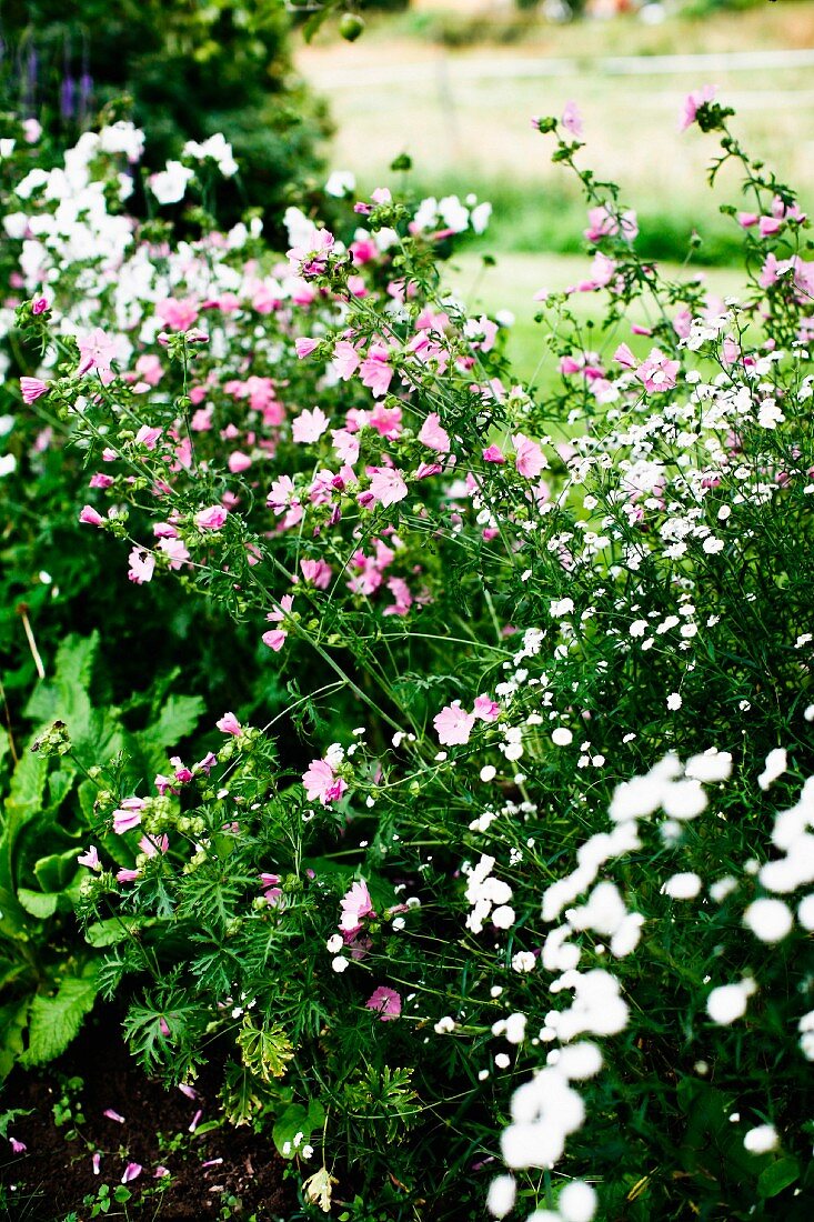White and pink flowers in garden
