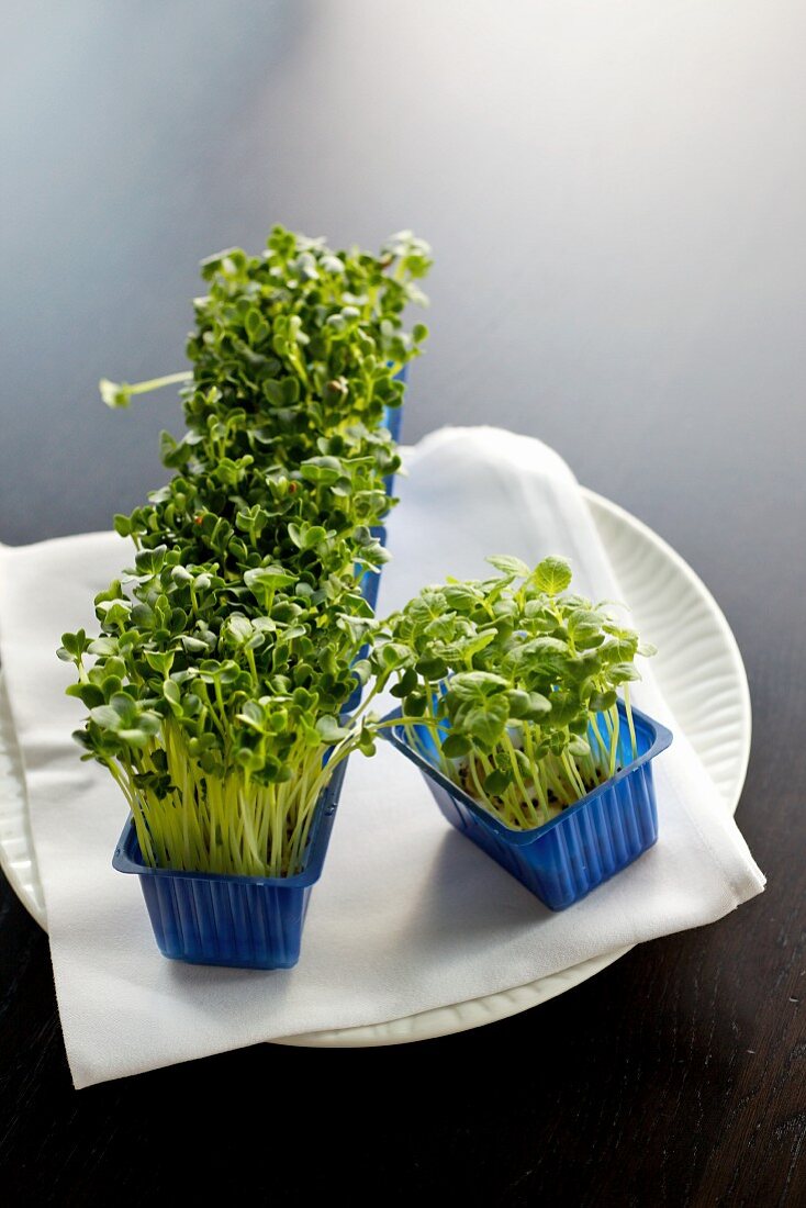 Cress in blue plastic containers