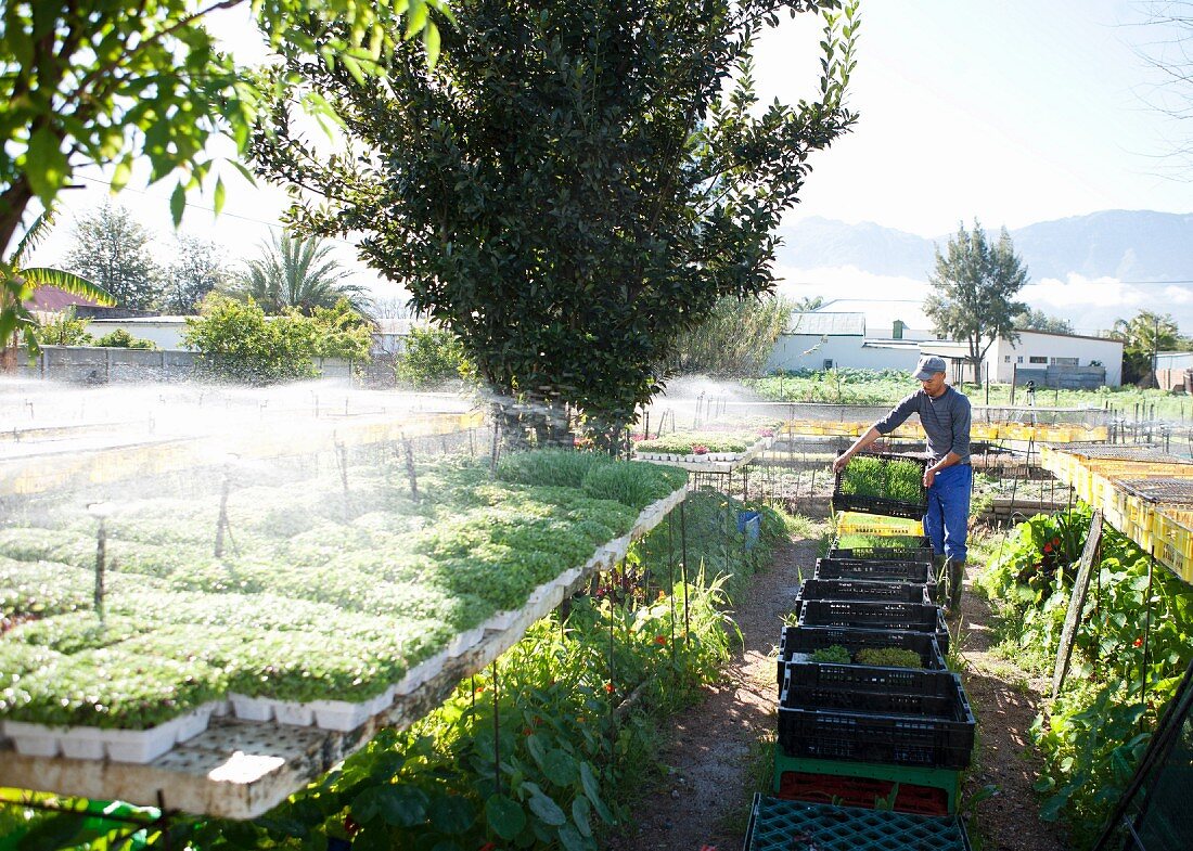 A worker at a vegetable farm