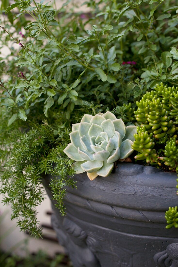 Succulents and various foliage plants in pot