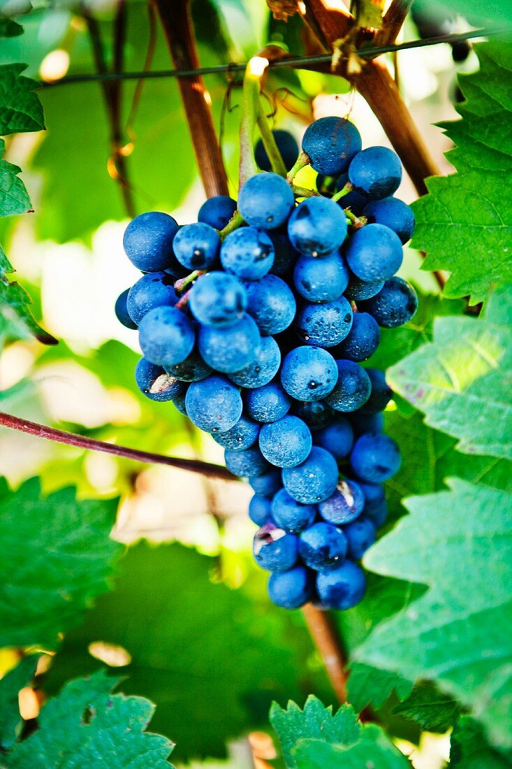 Dark grapes on the vine