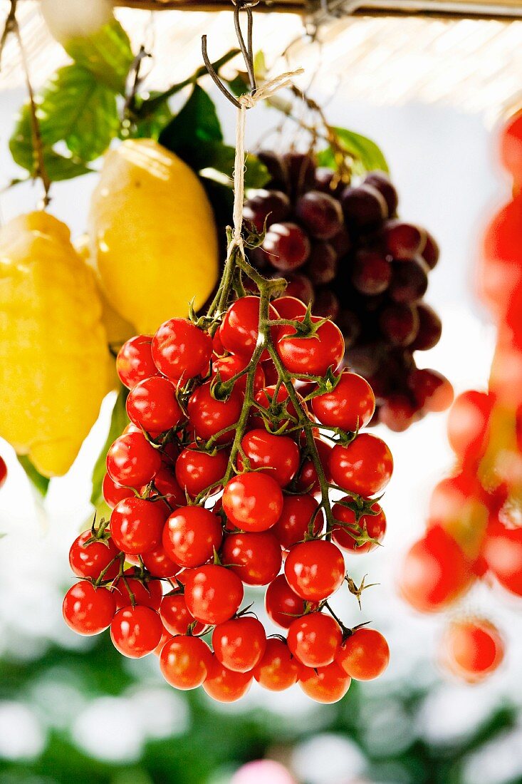 Hängende Tomatenrispen neben Zitronen und Trauben