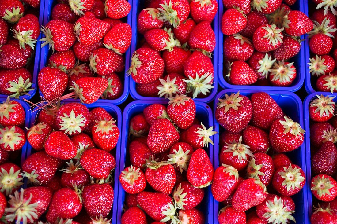 Erdbeeren in blauen Plastikschalen