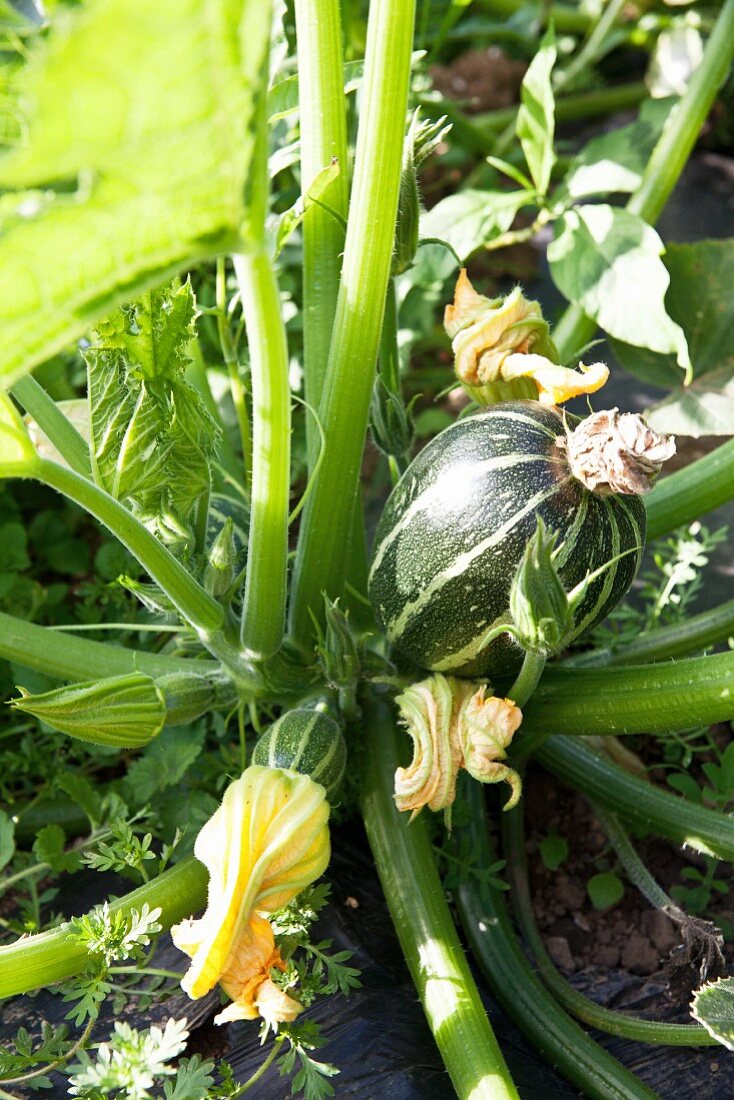 Zucchinipflanze mit Zucchini und Zucchiniblüten