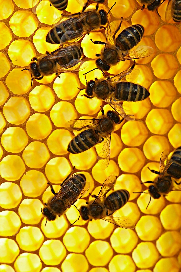 Bees on a honey comb