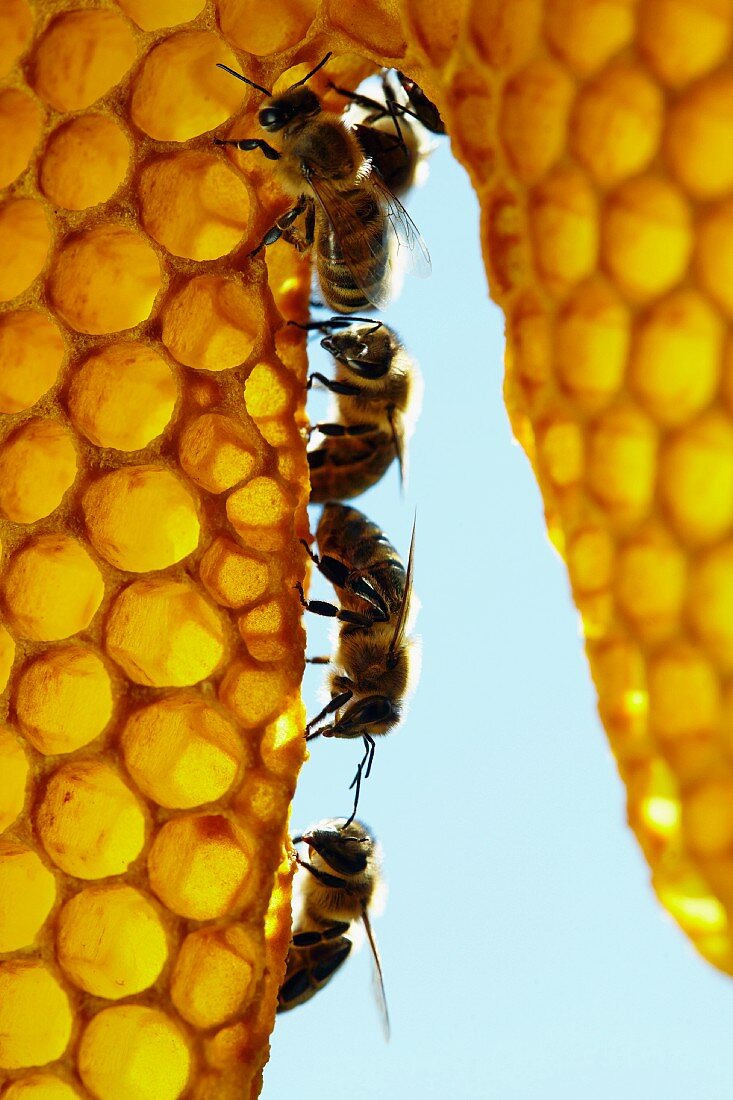 Honigbienen in einer Reihe