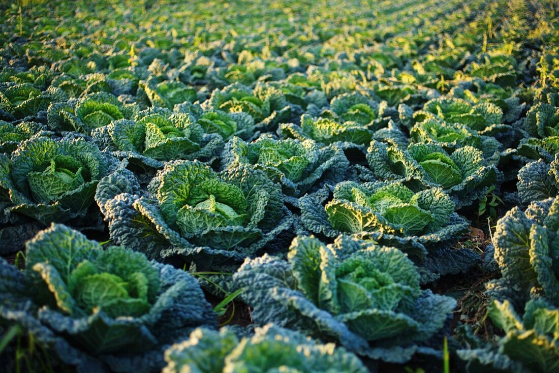 Al arge field of Savoy cabbage