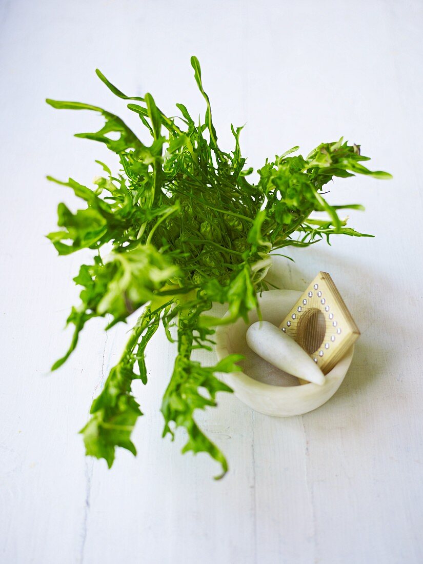 Puntarelle (Italian chicory) with a mortar and vegetable grater (seen from above)