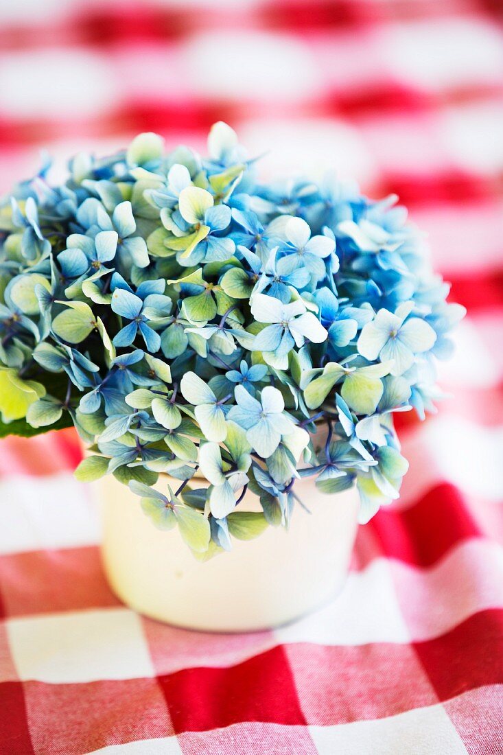 Blue Hydrangea Plant