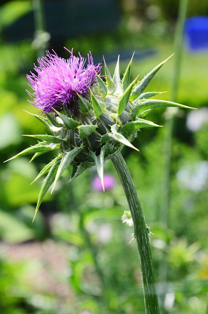 A flowering milk thistle (silybum marianum)