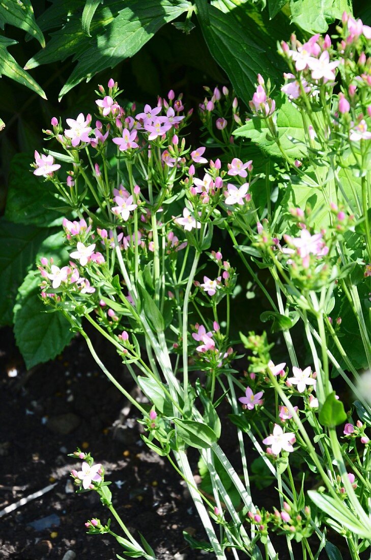 Flowering centaurium