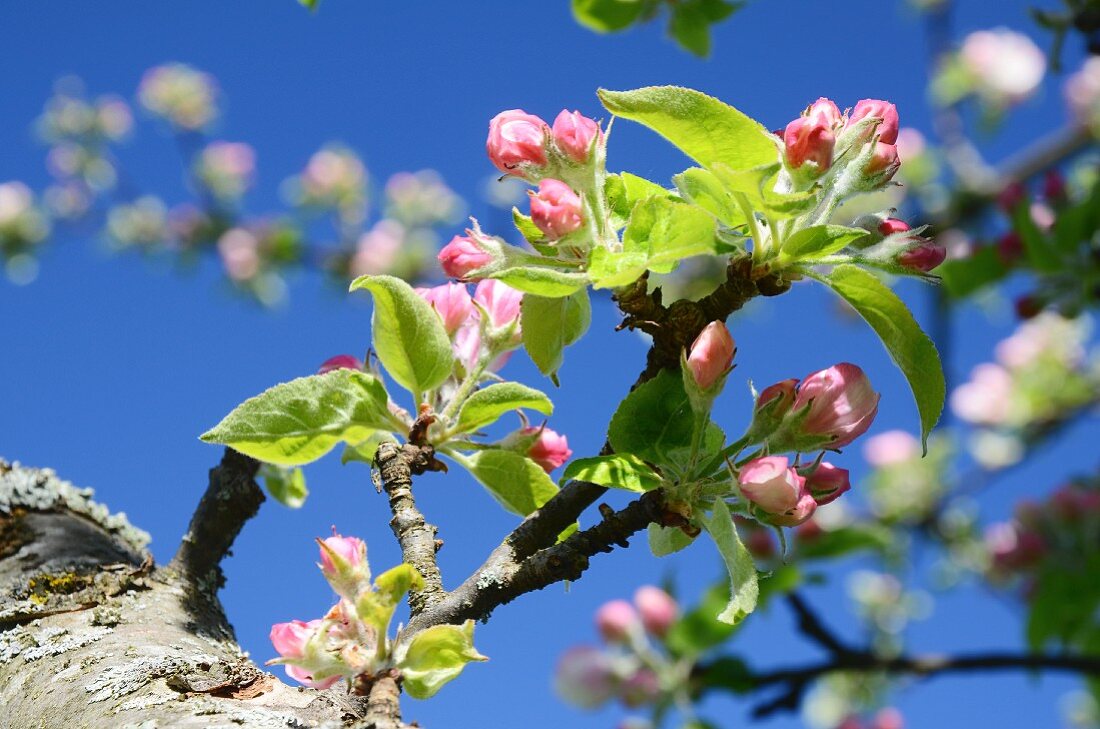 Blühender Apfelbaum