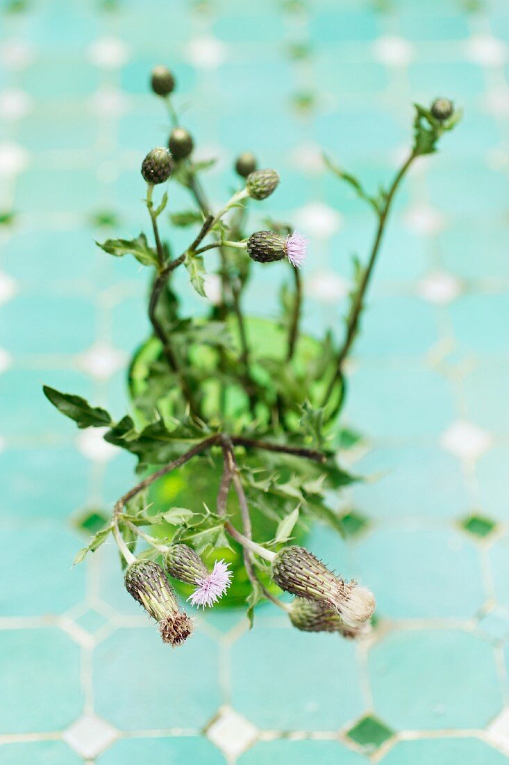 Thistles in glass of water