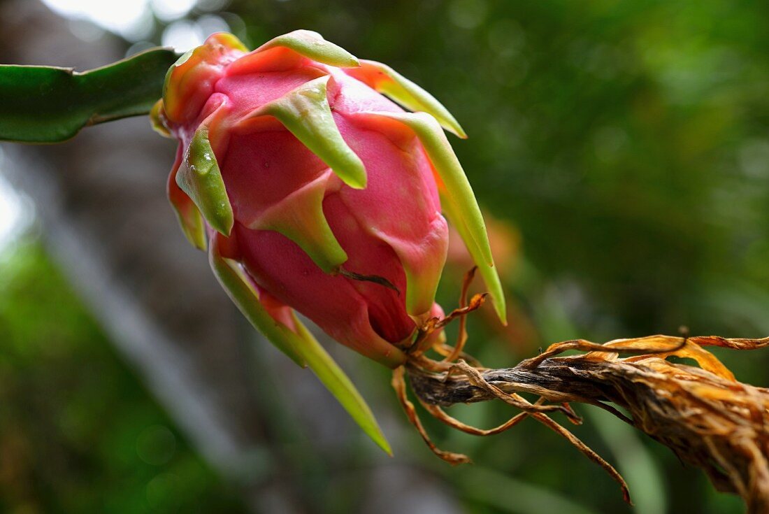 A bright dragon fruit on a tree