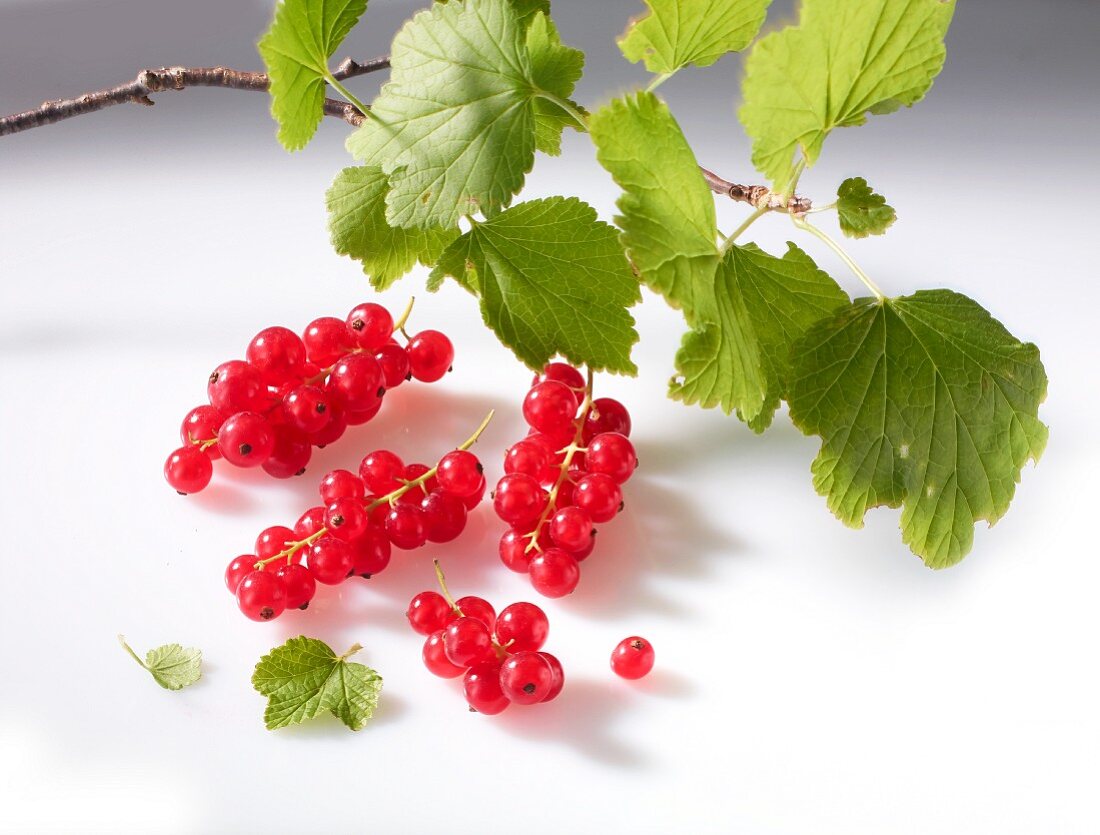 Redcurrants with a twig