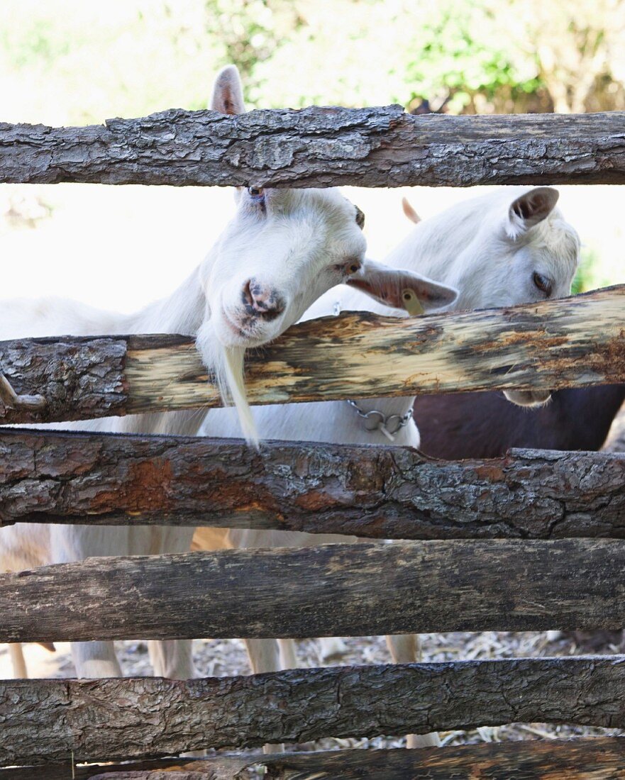 Goats behind a wooden fence