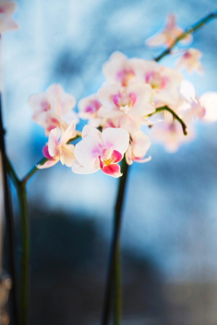 Delicate orchid sprig with white flowers