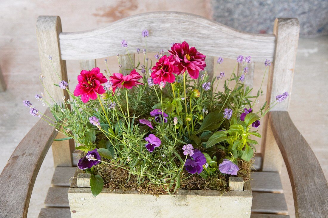 Various flowers and lavender planted in an old wooden box on a chair