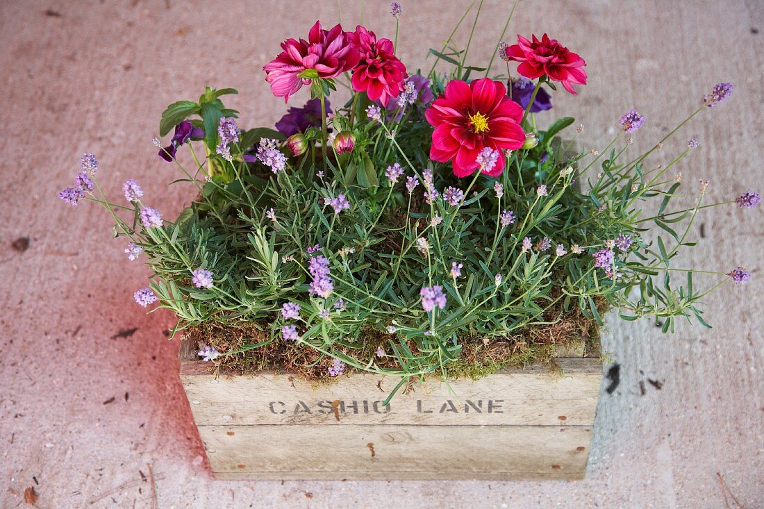 Various flowers and lavender planted in an old wooden box