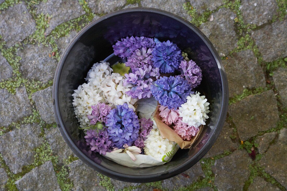 Various different coloured hyacinths in a black plastic bucket on cobblestones