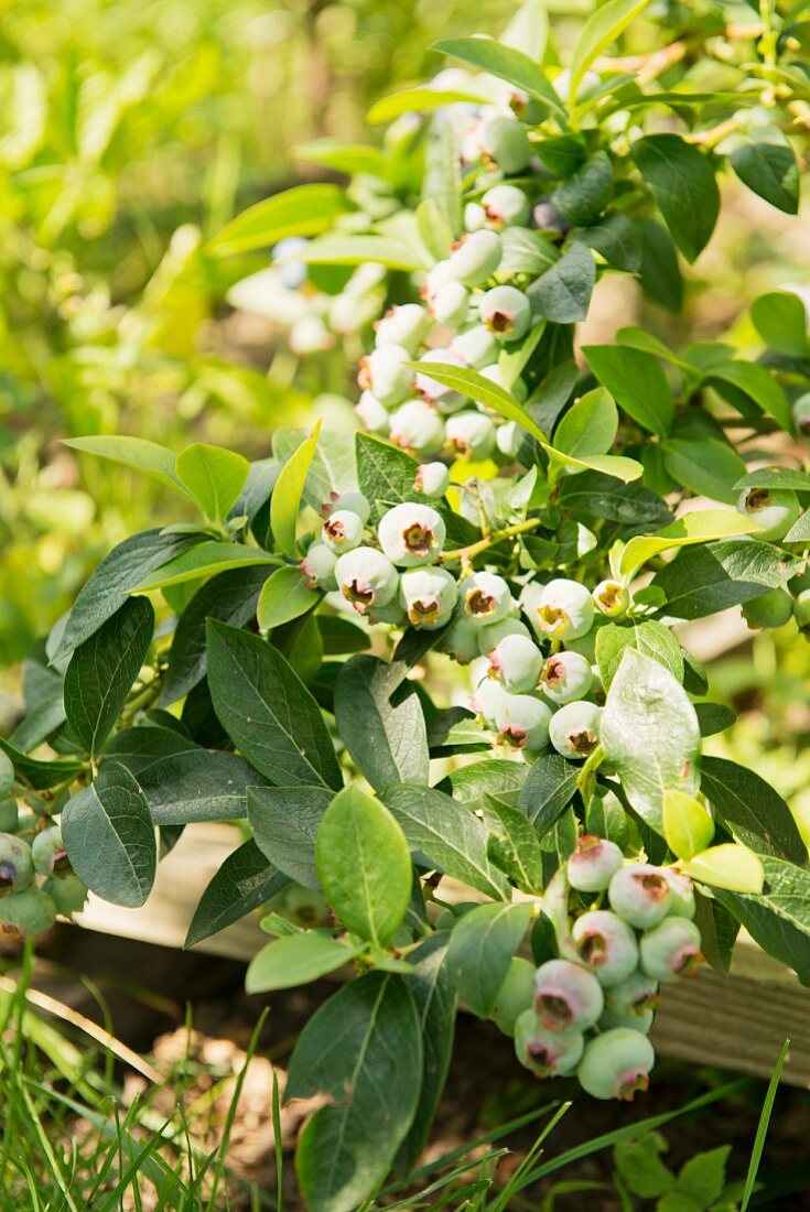 Unripe blueberries on a plant