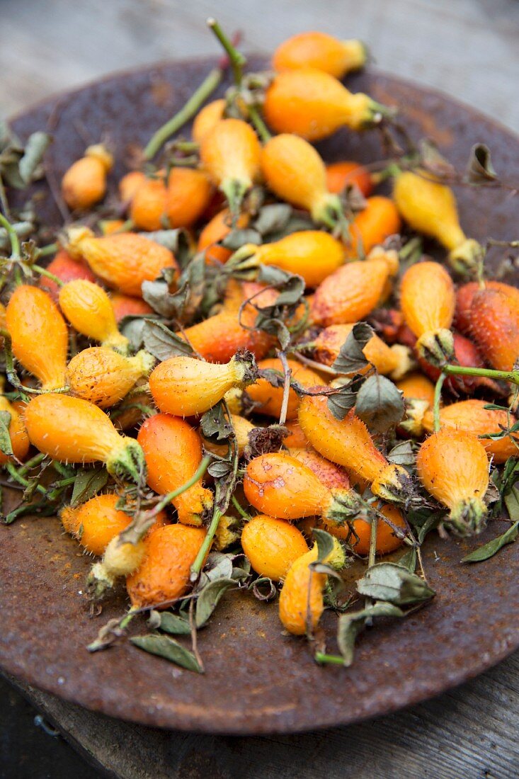 Hairy, yellow and orange rosehips on a plate